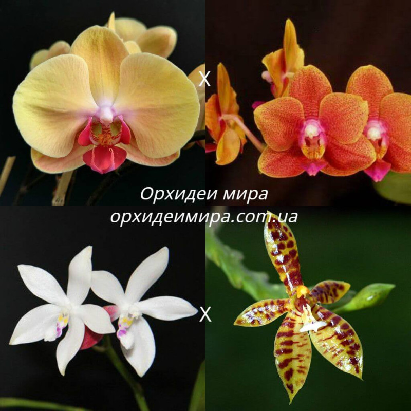 Орхидея Phal. (Sin-Yuan Golden Beauty x Tzu Chiang Orange) x